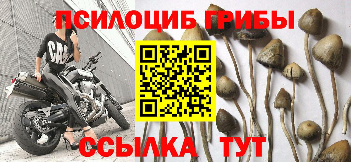 Кострома  Псилоцибиновые грибы мицелий  Вход с VPN 